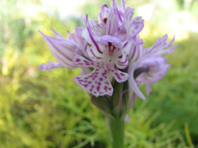 orchis tridentata